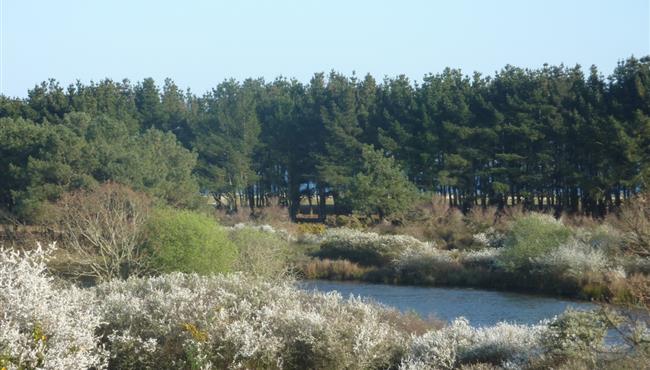 le polder au printemps