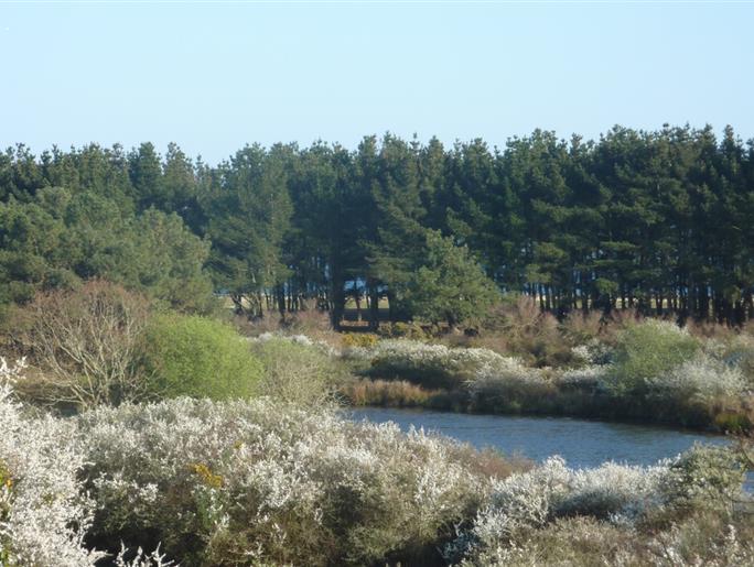 le polder au printemps